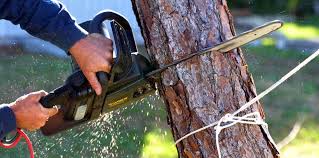 Best Tree and Shrub Care  in Biglerville, PA
