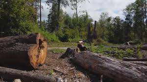 Best Stump Grinding and Removal  in Biglerville, PA