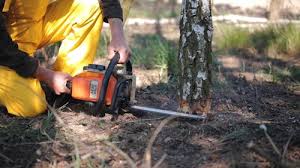 Professional Tree Care in Biglerville, PA
