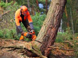 Best Lawn Pest Prevention  in Biglerville, PA