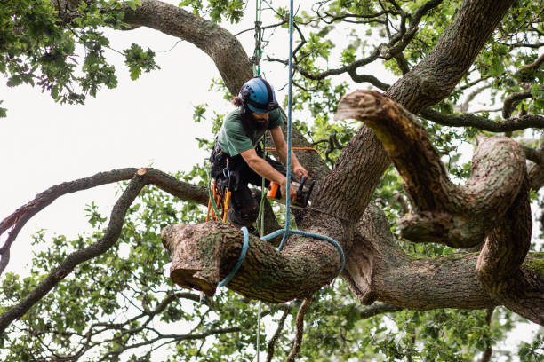 Trusted Biglerville, PA Tree Care Experts