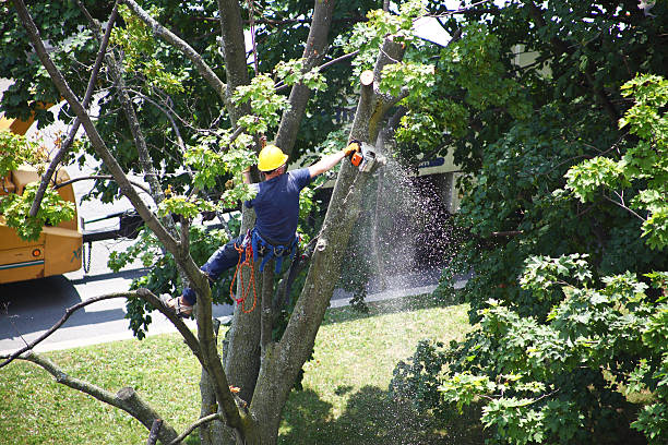Best Utility Line Clearance  in Biglerville, PA